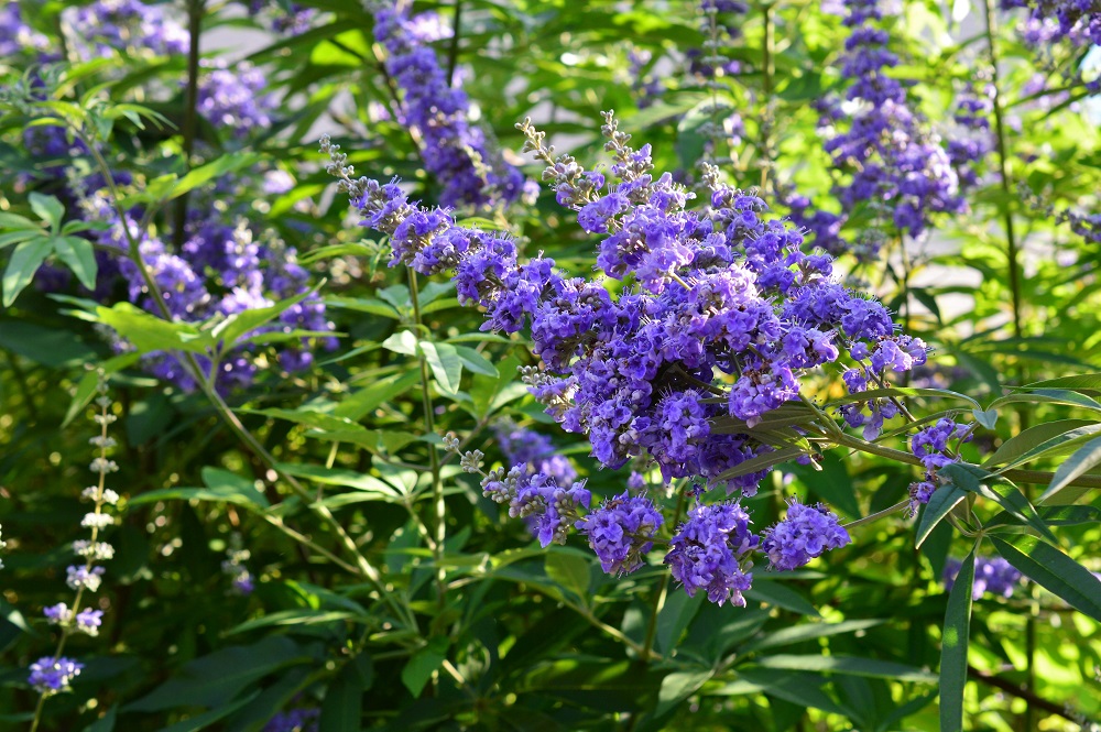 セイヨウニンジンボク