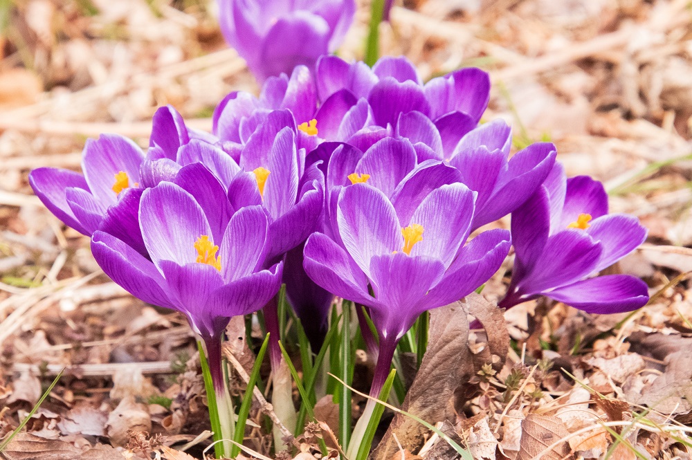 クロッカス
