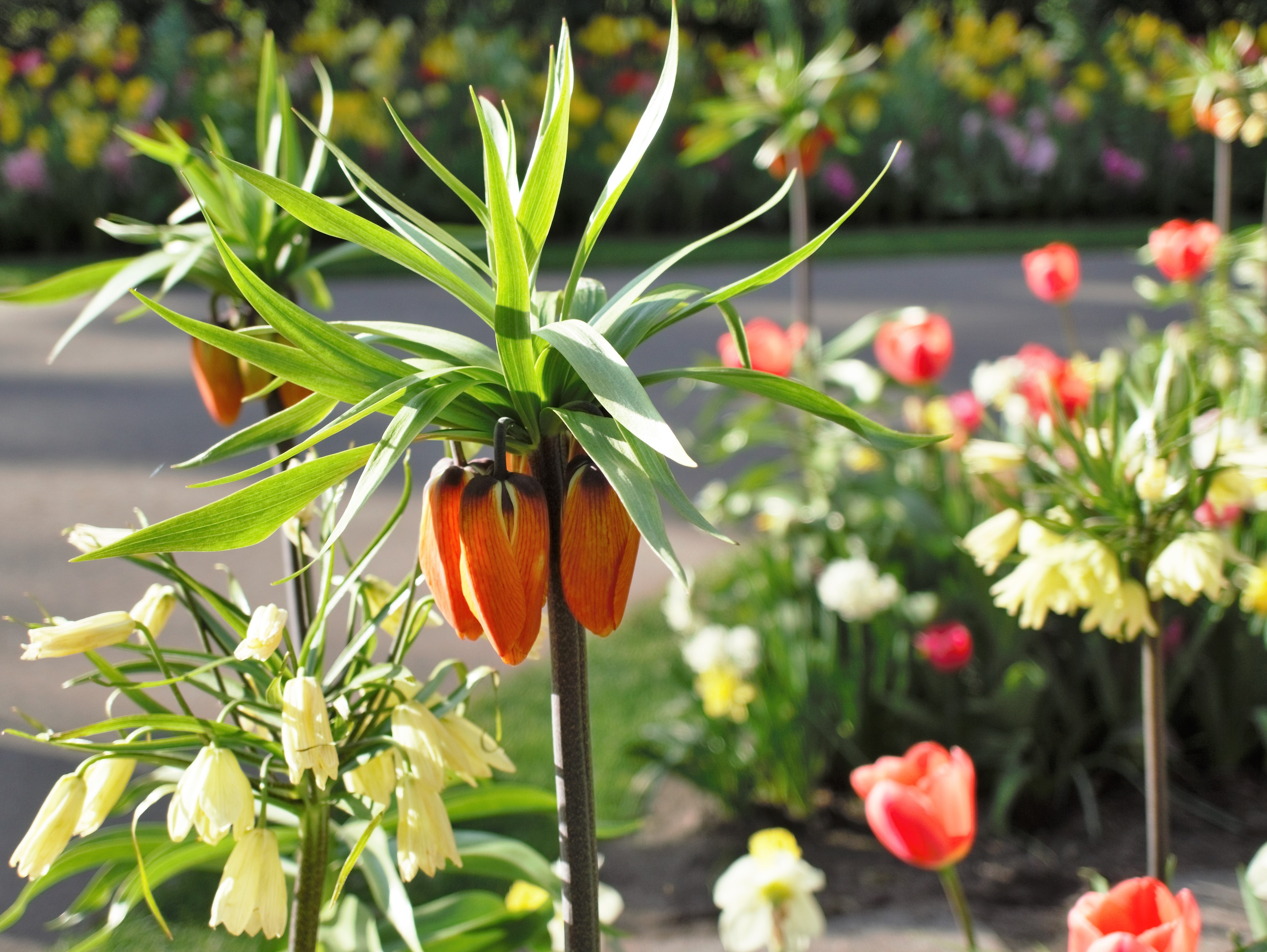 フリティラリア