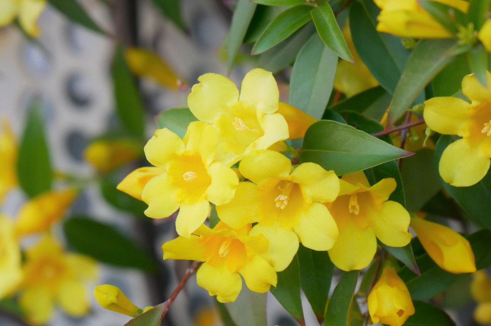 カロライナジャスミン