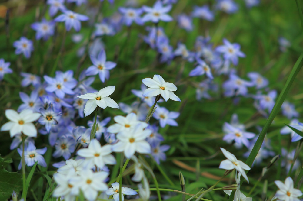 アイフェイオン