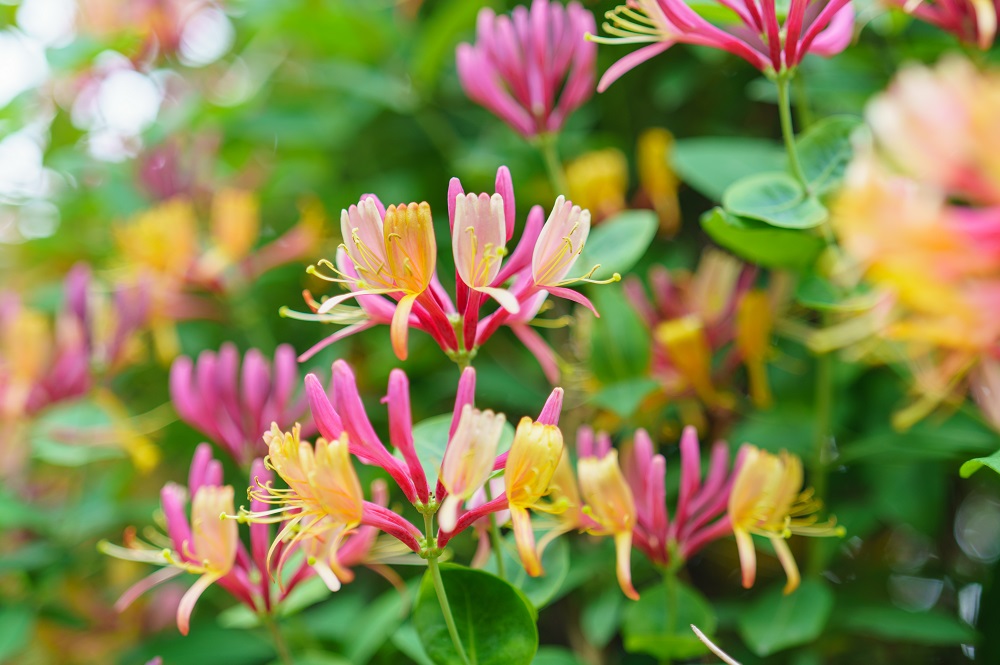 ハニーサックル