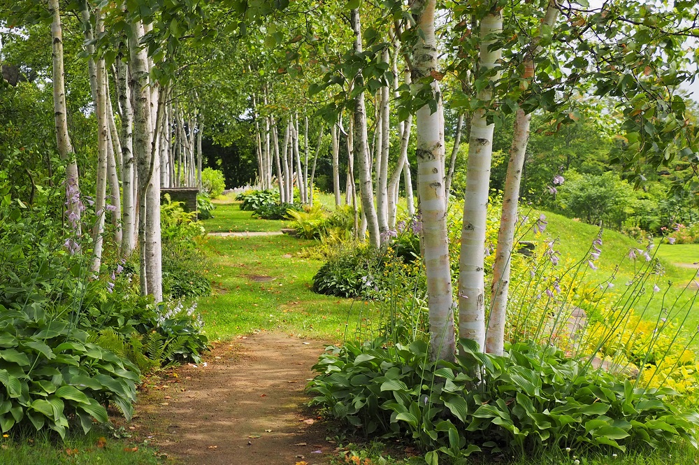 ジャクモンティー