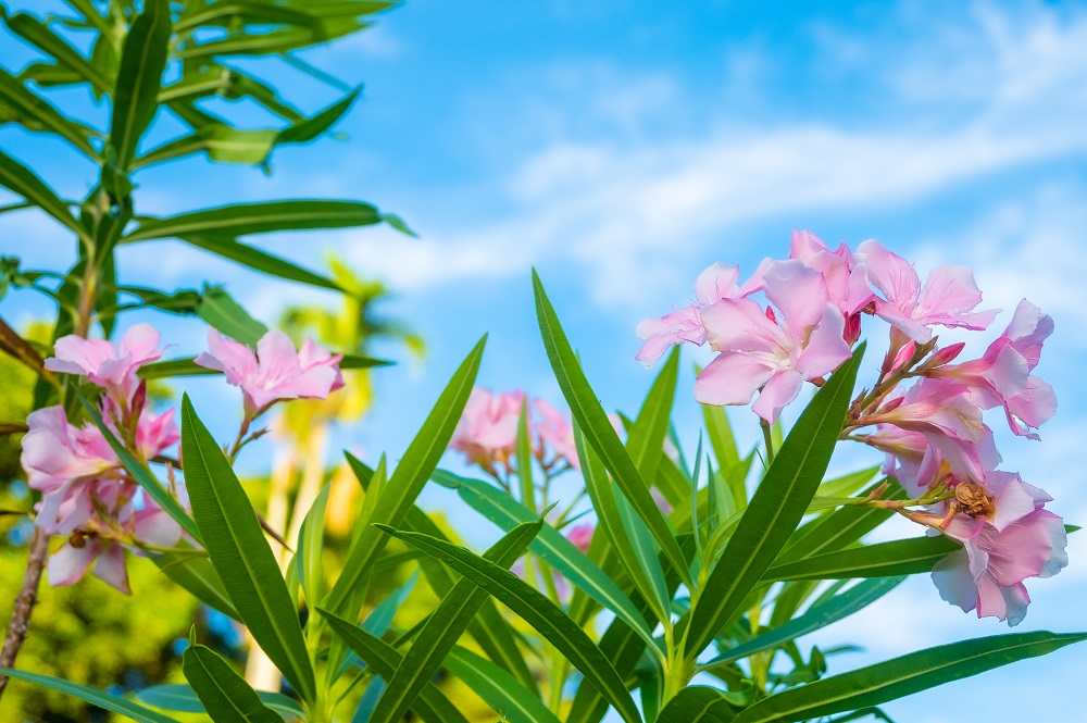 キョウチクトウ
