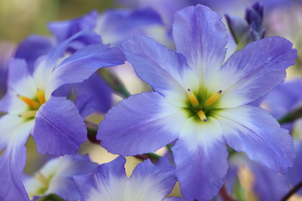 リューココリネ