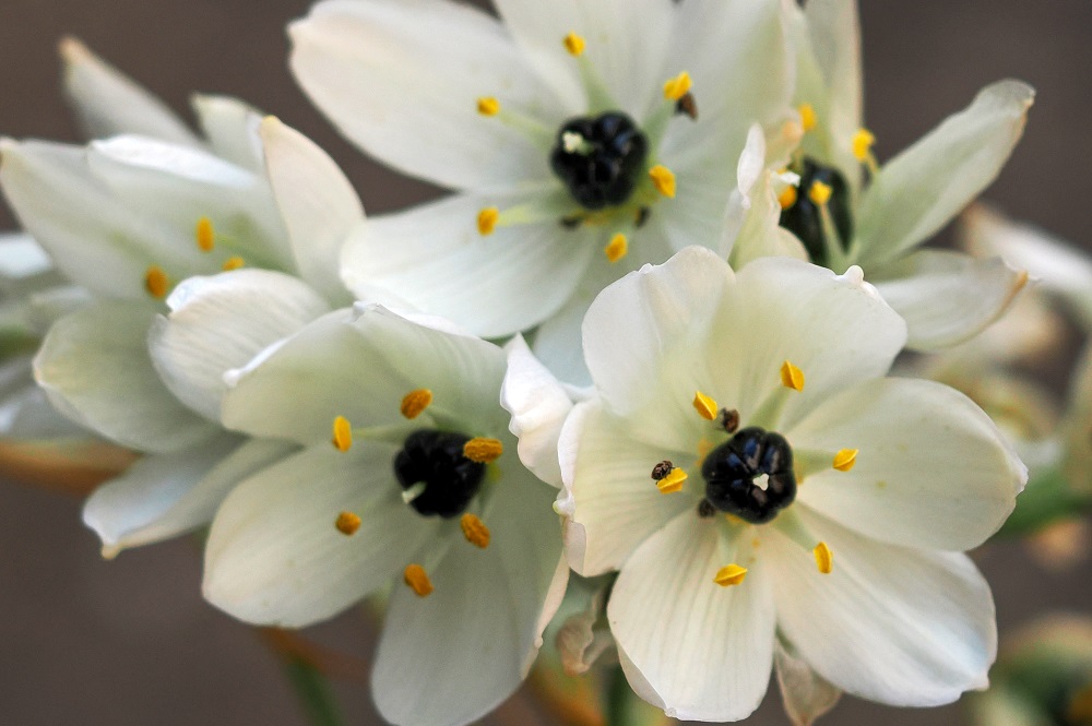 オーニソガラム