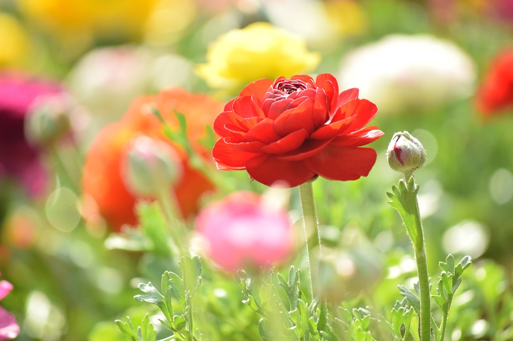 ラナンキュラス