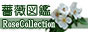 薔薇図鑑-RoseCollection-