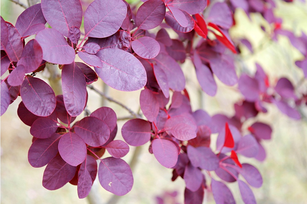 スモークツリー