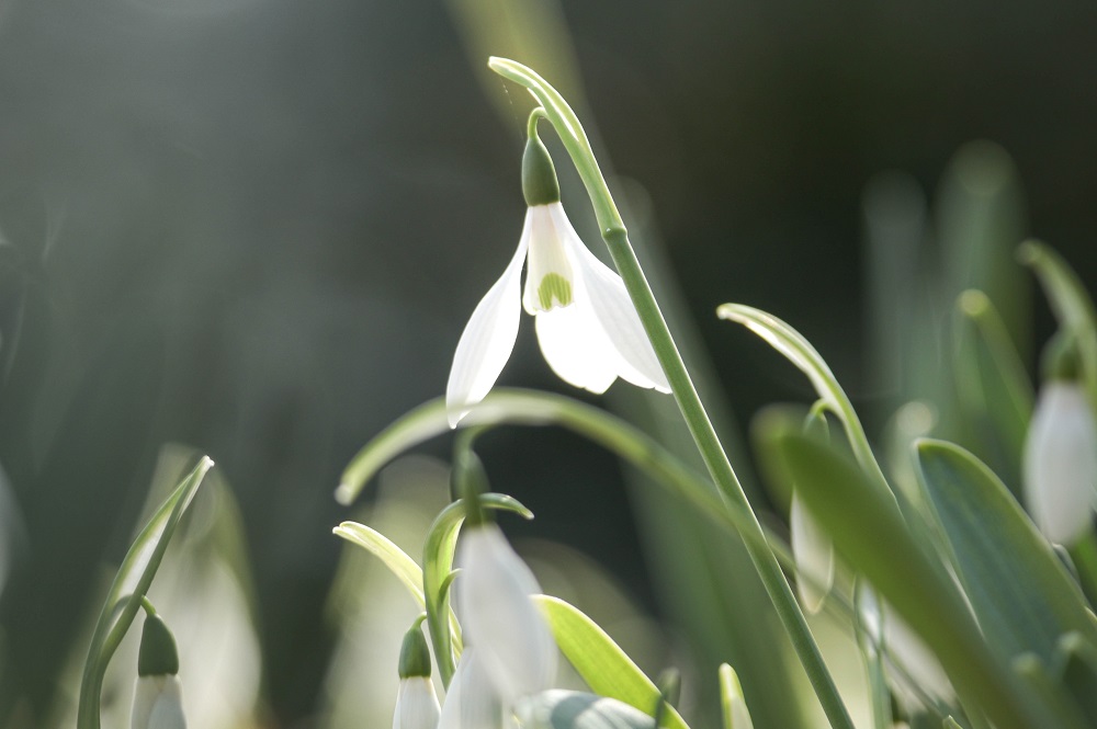 スノードロップ