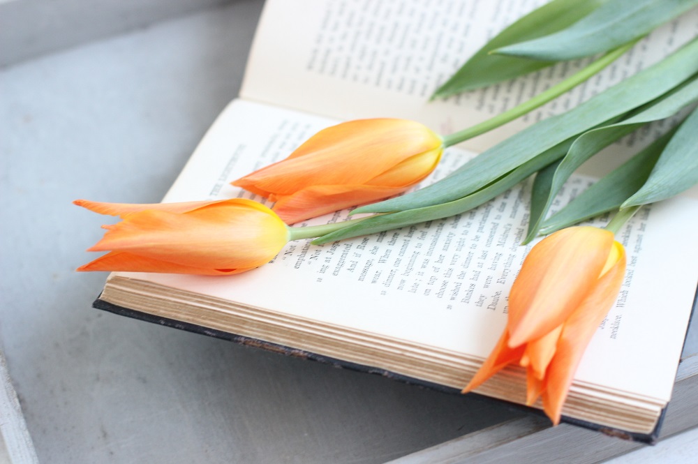 チューリップ　ユリ咲き