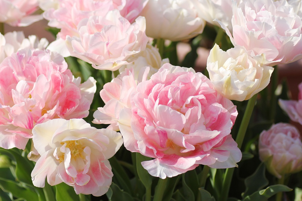 八重咲きのチューリップ