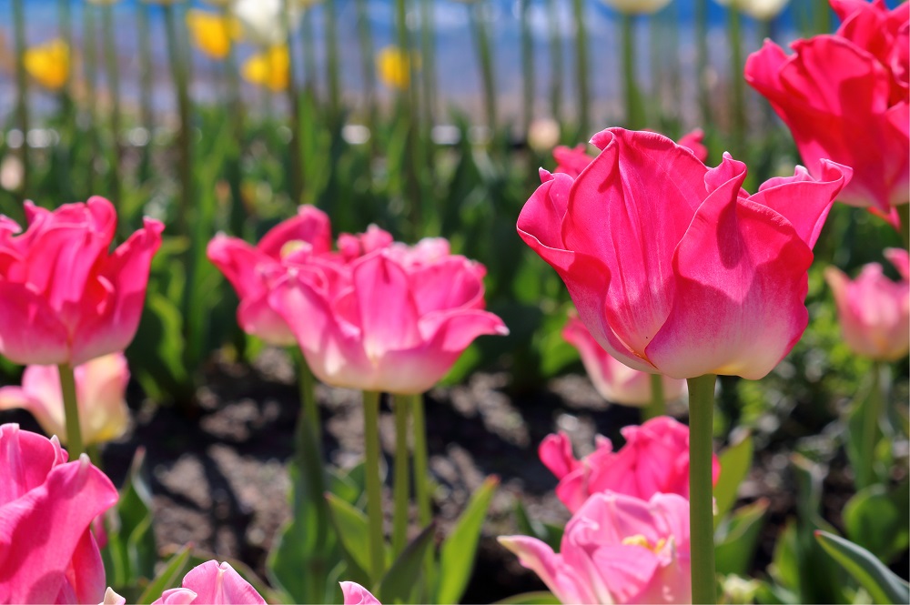チューリップ　シナエダキング