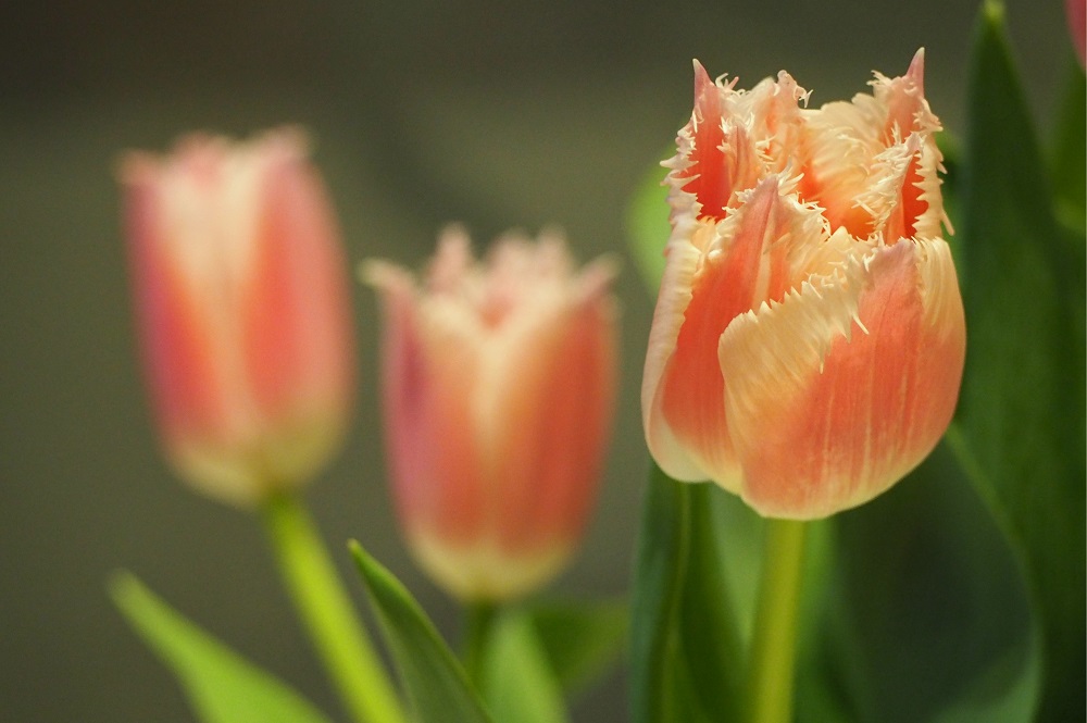 フリンジ咲きのチューリップ