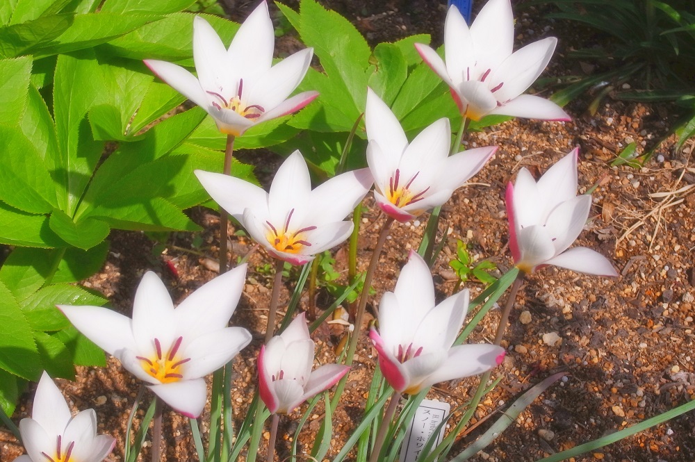 チューリップ　レディ・ジェーン