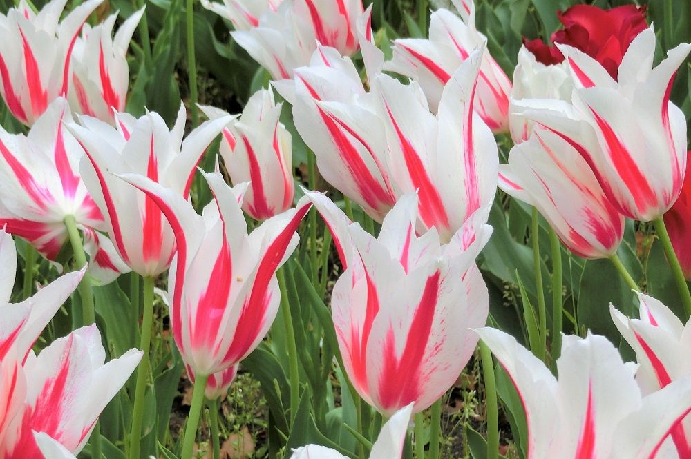 チューリップ　マリリン