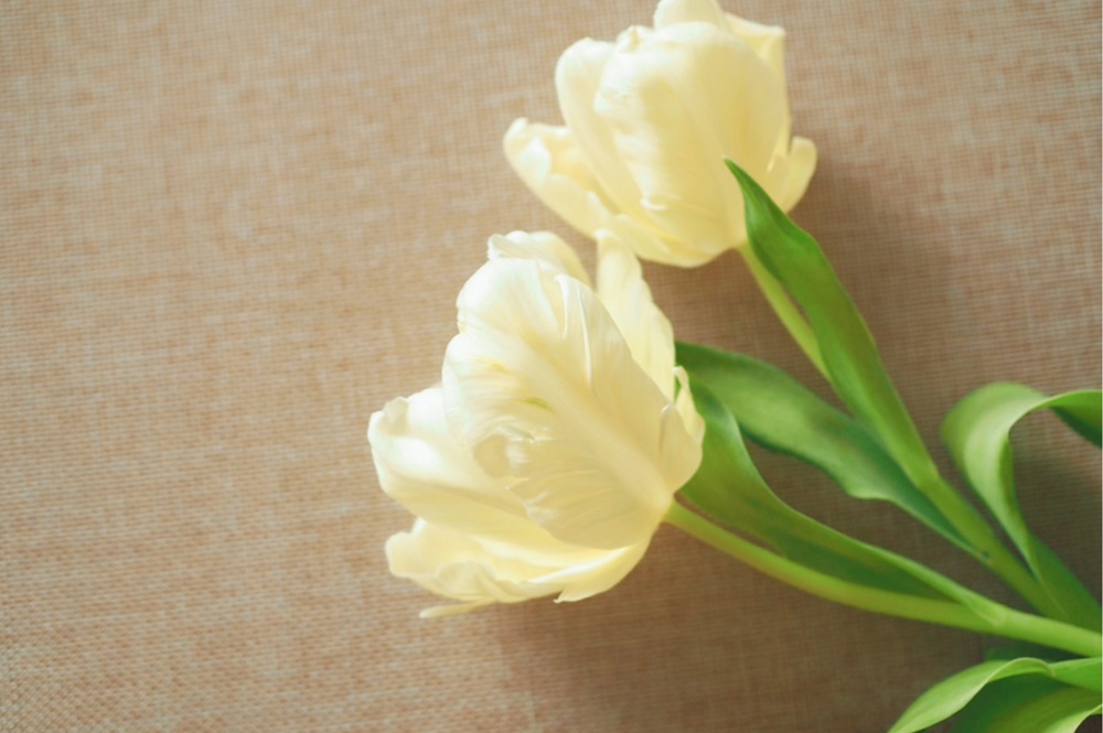 パーロット咲きのチューリップ