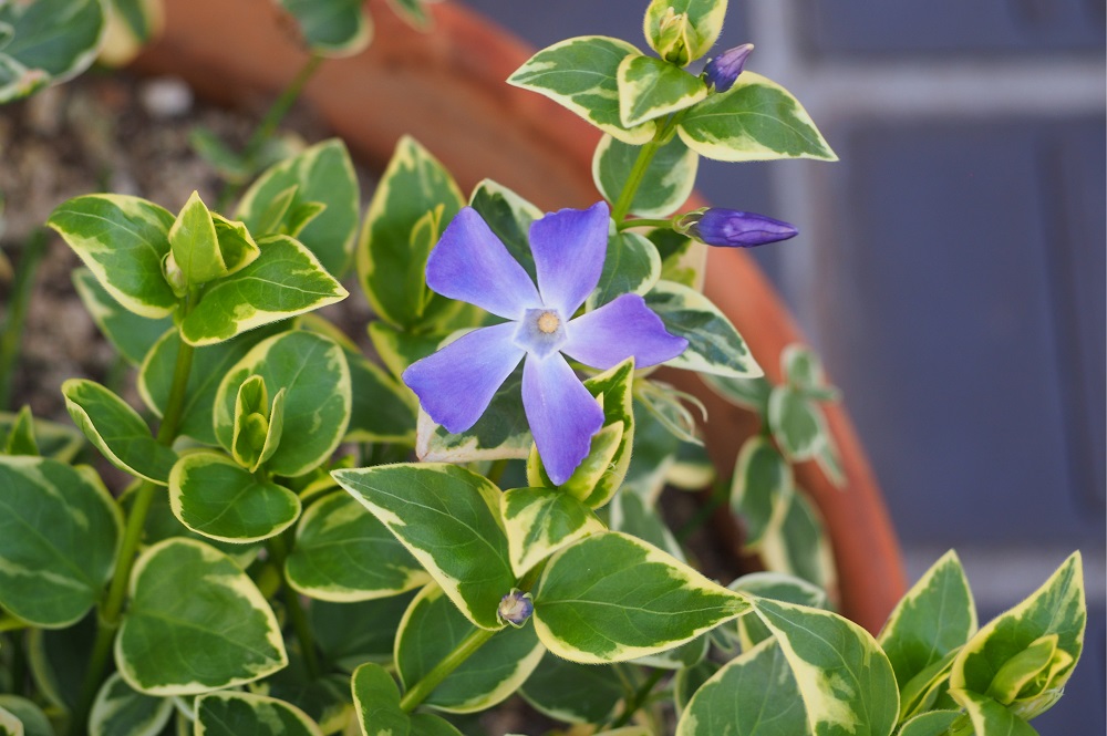 ツルニチニチソウ