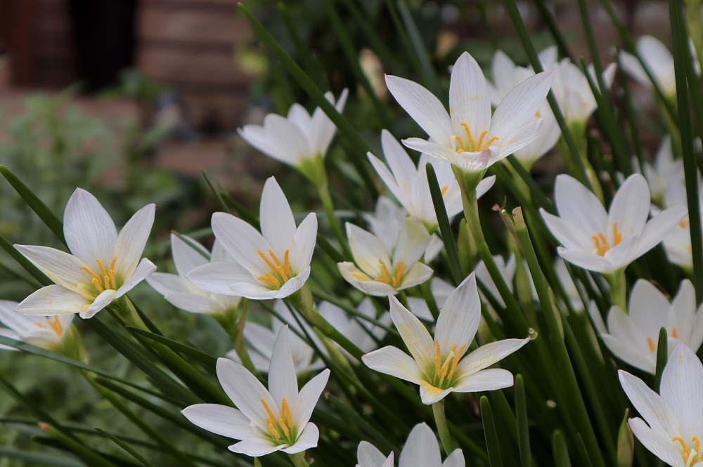 ゼフィランサス